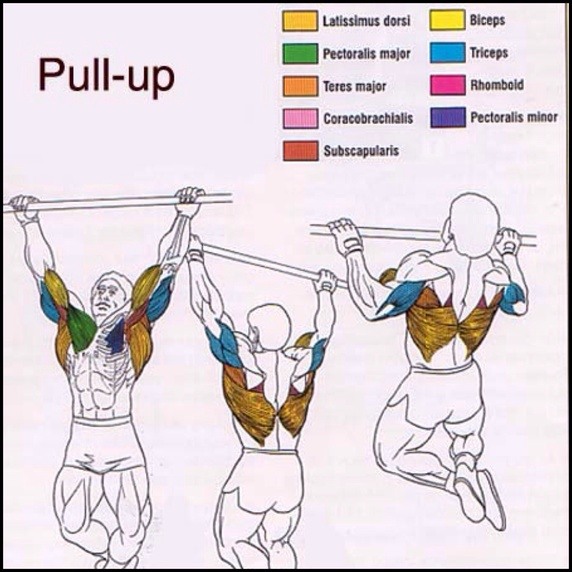 Pull-Up Muscles Worked With Diagram