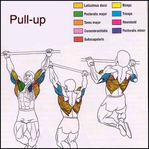 Pull Up Muscles Involved A Comprehensive Guide RYWXSV