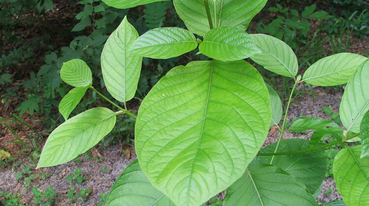 7 Proven Facts About Red Vein Kratom