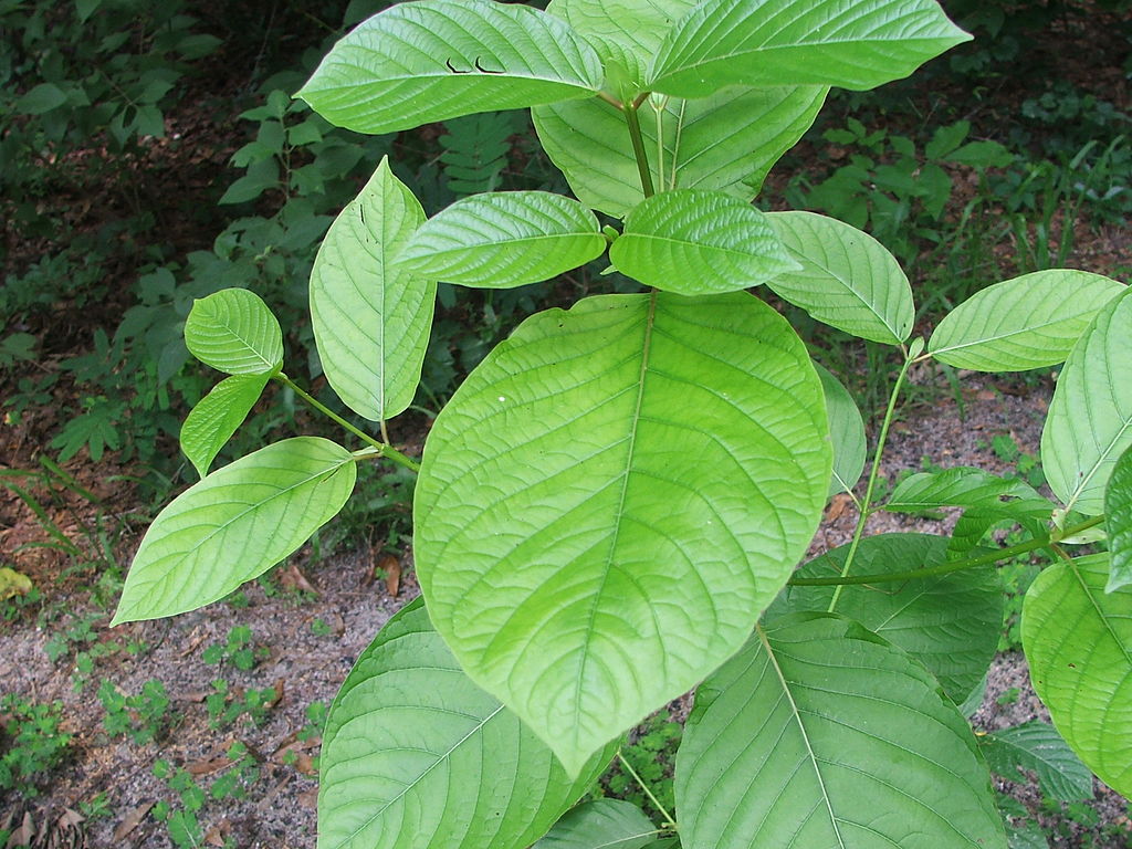 7 Proven Facts About Red Vein Kratom