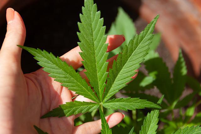 How Cannabis Dispensaries Support Health and Everyday Comfort