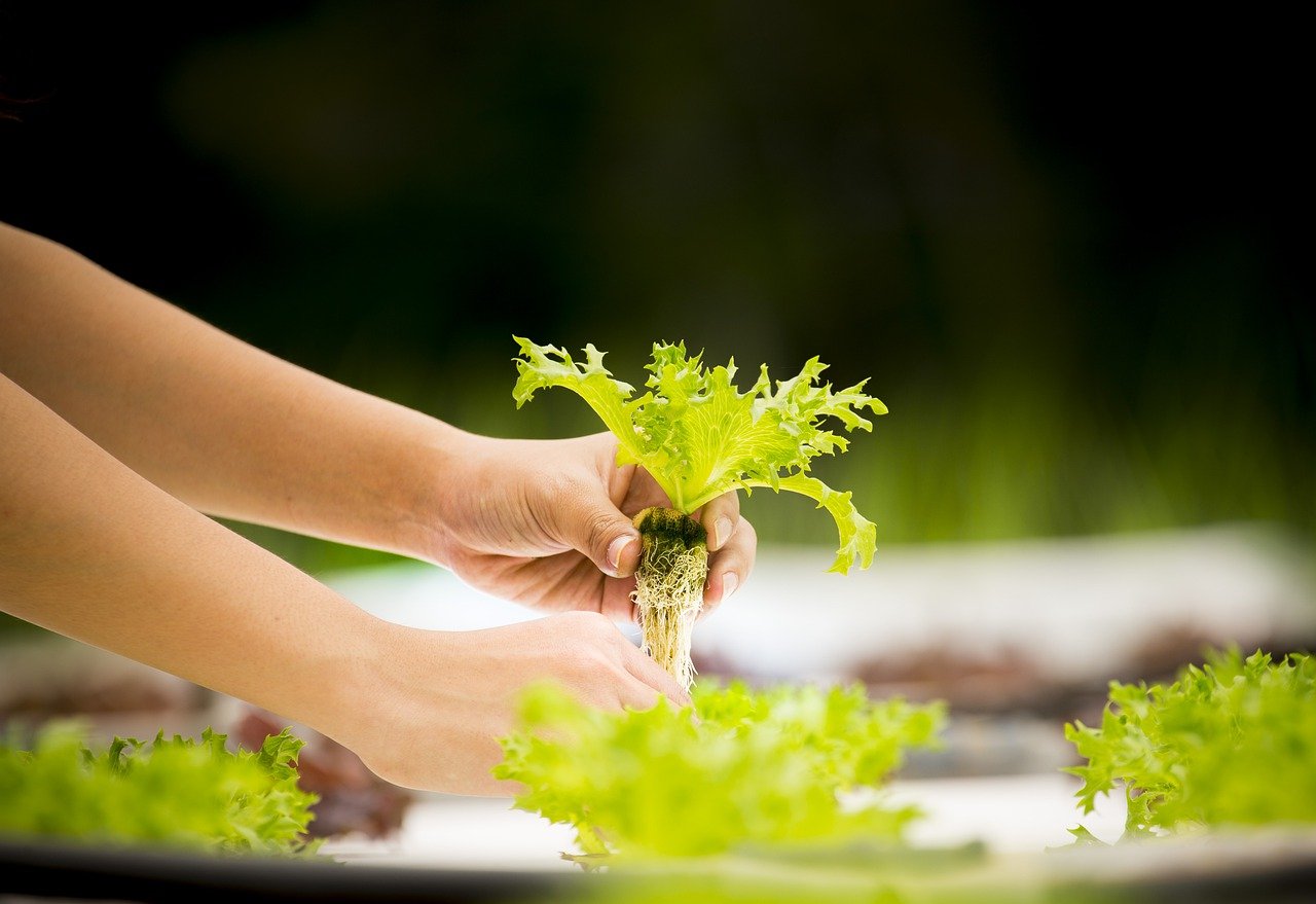 Three Ways Hydroponic Gardening Can Help You Boost Your Healthy Veggie Yield
